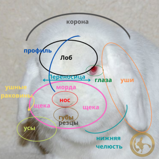 Минилоп: голова